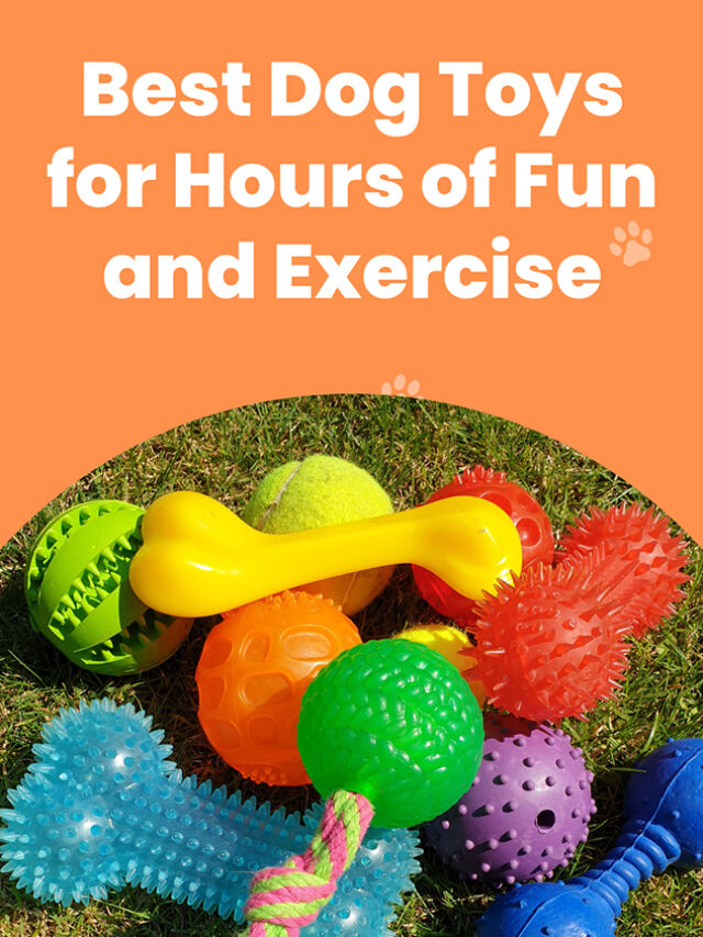Best Dog Toys for Hours of Fun and Exercise