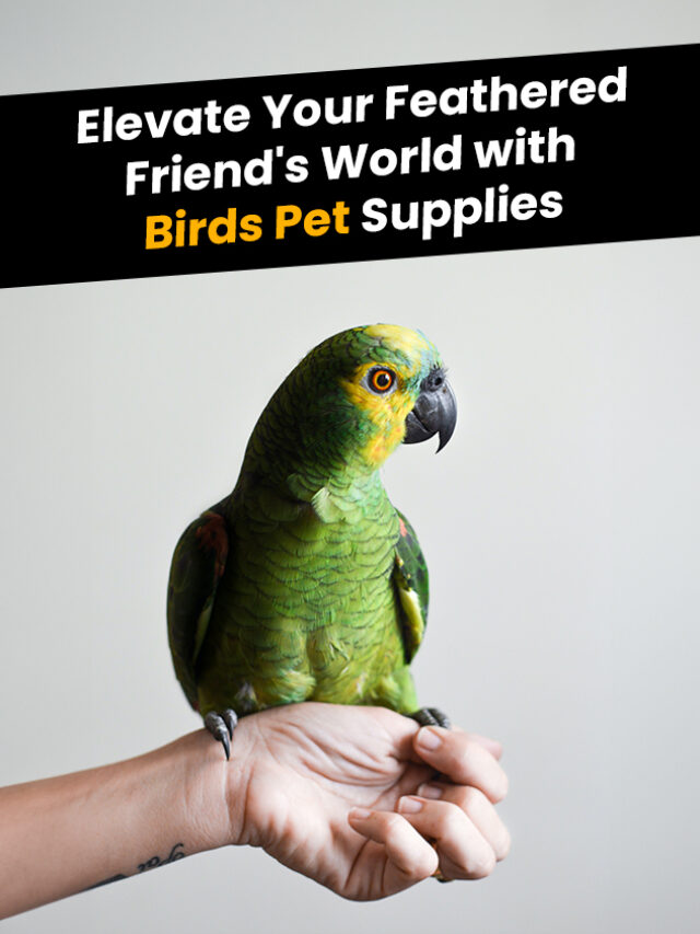 Elevate Your Feathered Friend's World with Birds P