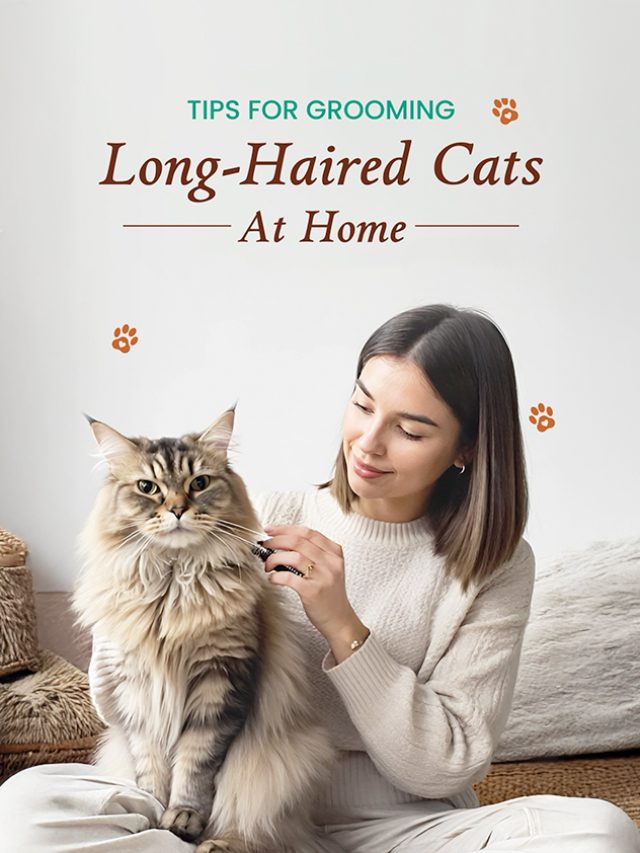 Tips for Grooming Long-Haired Cats at Home